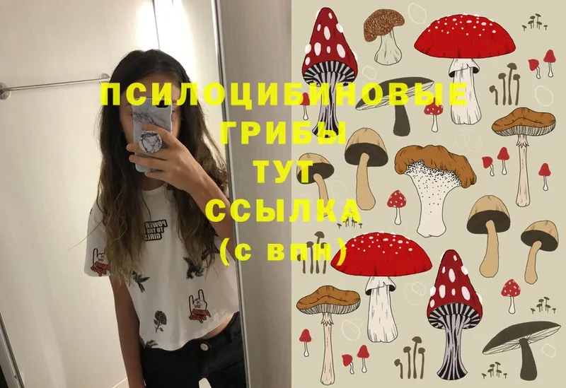 Псилоцибиновые грибы Psilocybe  купить наркоту  Алдан 